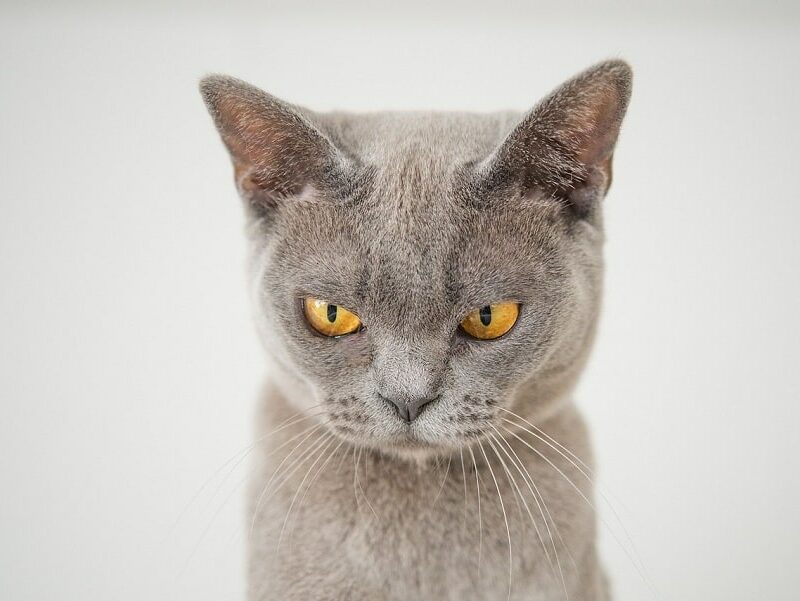 cat gef08efe4f 1280 min