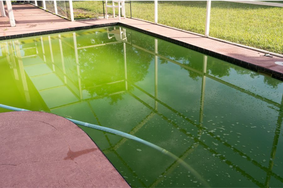 éliminer les algues vertes du bassin